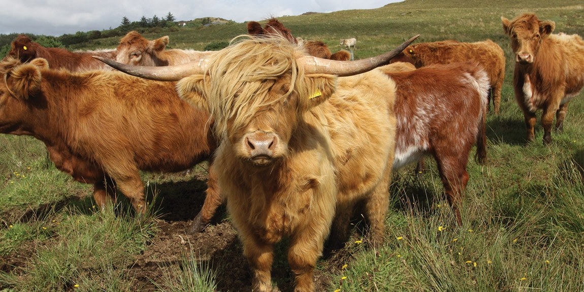 NEW MICRO ABATTOIR FOR SKYE AND LOCHALSH