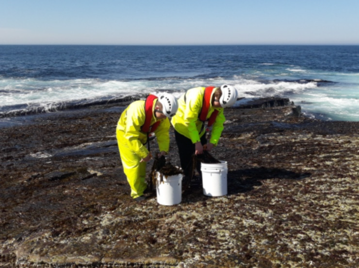 SHORE - The Scottish Seaweed Company