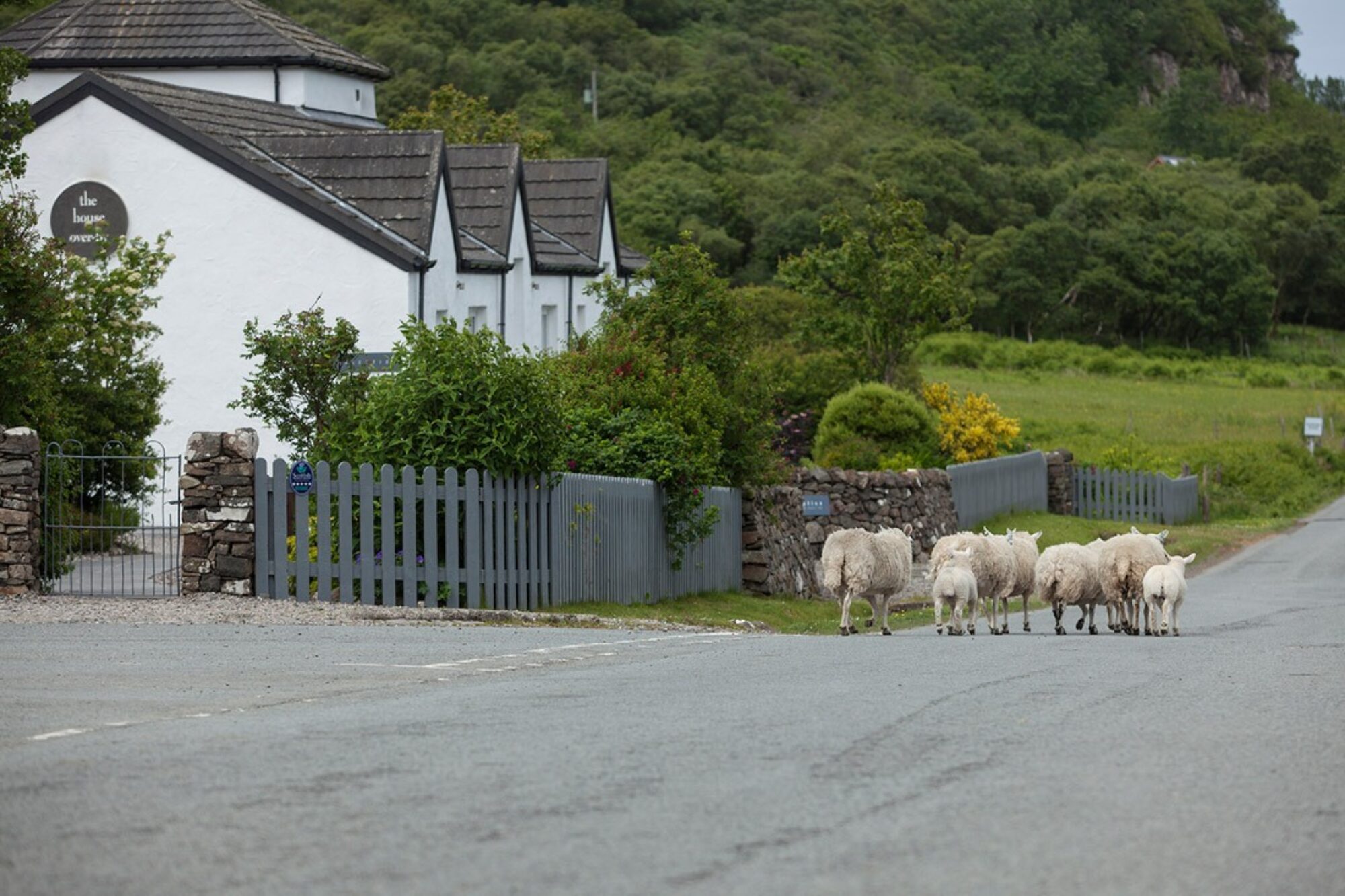 Retreatsheep
